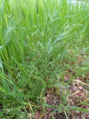 Festuca microstachys
