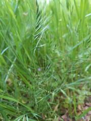 Festuca microstachys