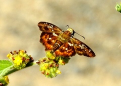 Udranomia kikkawai