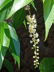 Prunus serotina capuli