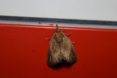 Scopelodes contracta