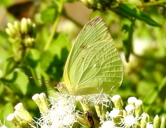 Aphrissa statira statira