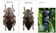 Capnodis cariosa