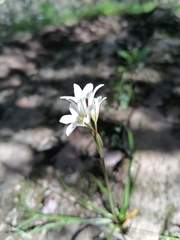 Tristagma