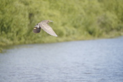 Nycticorax nycticorax obscurus