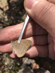 Nhambikuara cerradensis