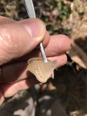 Nhambikuara cerradensis