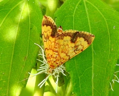 Portentomorpha