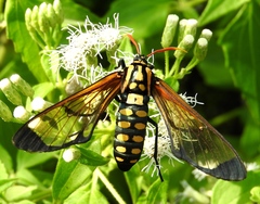 Isanthrene perboscii