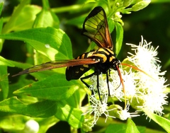 Isanthrene perboscii