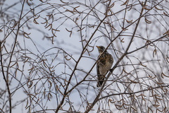 Turdus pilaris