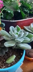 Echeveria pulvinata