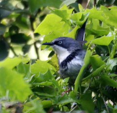 Apalis thoracica claudei