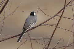 Motacilla alba