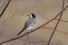 Motacilla alba