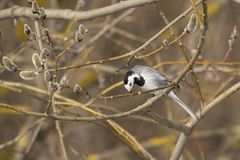 Motacilla alba