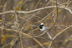 Motacilla alba