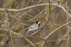 Motacilla alba