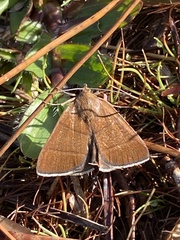 Argyrostrotis quadrifilaris