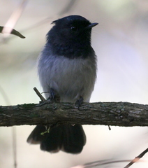 Trochocercus cyanomelas