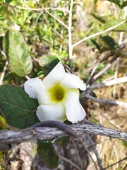Odontadenia lutea