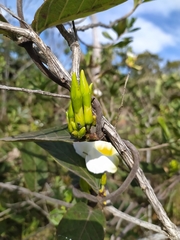 Odontadenia lutea