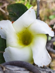Odontadenia lutea