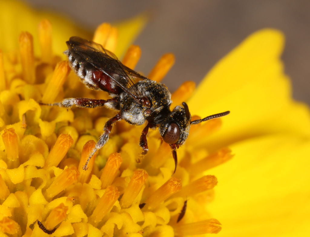 Triopasites penniger
