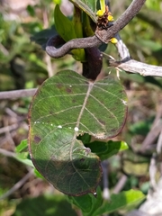 Odontadenia lutea