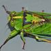 Subalpine Green Cicada - Photo (c) Steve Kerr, some rights reserved (CC BY), uploaded by Steve Kerr