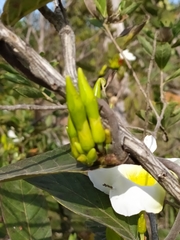 Odontadenia lutea