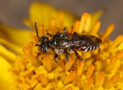 Triopasites penniger