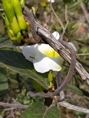 Odontadenia lutea