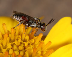 Triopasites penniger