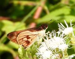 Vettius fantasos