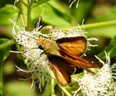 Polites vibex praeceps