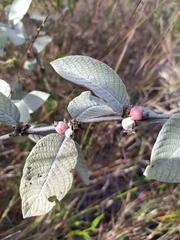 Sabicea brasiliensis