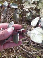 Sabicea brasiliensis