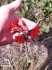 Alstroemeria gardneri