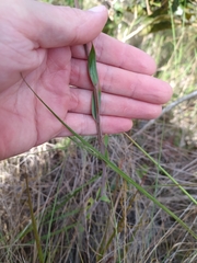 Alstroemeria gardneri
