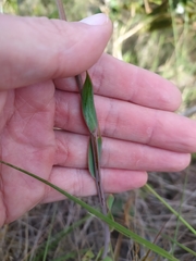 Alstroemeria gardneri