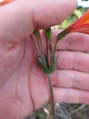 Alstroemeria gardneri