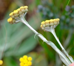 Helichrysum cephaloideum