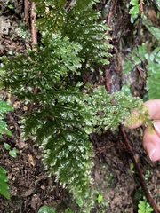 Trichomanes obscurum