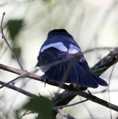 Trochocercus cyanomelas