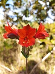 Alstroemeria gardneri