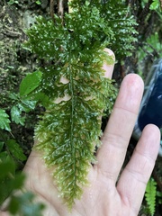 Trichomanes obscurum