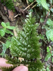 Trichomanes obscurum