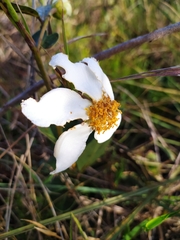 Kielmeyera variabilis