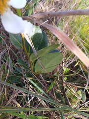 Kielmeyera variabilis